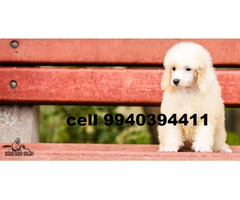 poodle puppies sale in chennai
