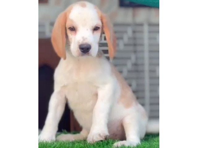 Beagle puppies available in Delhi Gurgaon l 8570830887 - 1/1