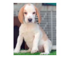 Beagle puppies available in Delhi Gurgaon l 8570830887