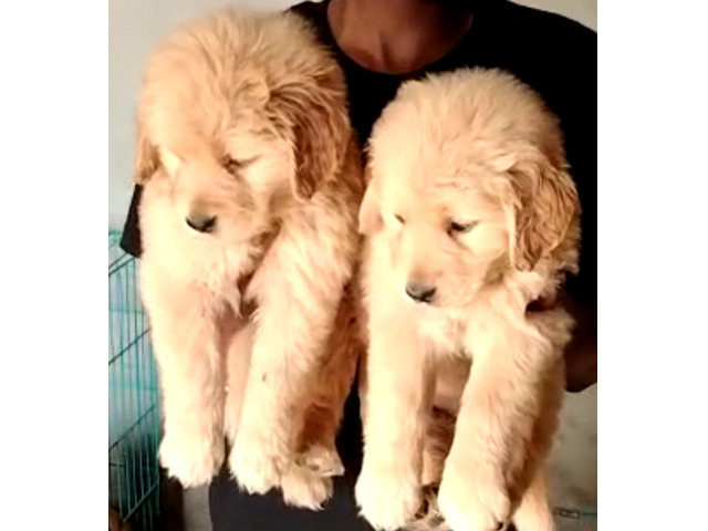 Golden Retriever Male and female available in Delhi Gurgaon Noida sector 8570830887 - 1/1