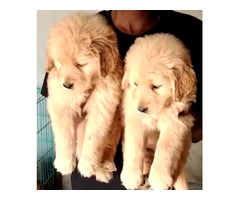 Golden Retriever Male and female available in Delhi Gurgaon Noida sector 8570830887 - 1