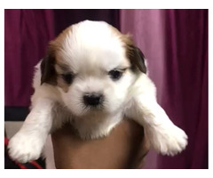 Shihtzu male puppy available in Delhi 8570830887 - 1