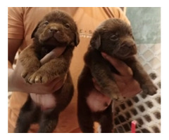 Labrador retriever puppies available in best price 8570830887