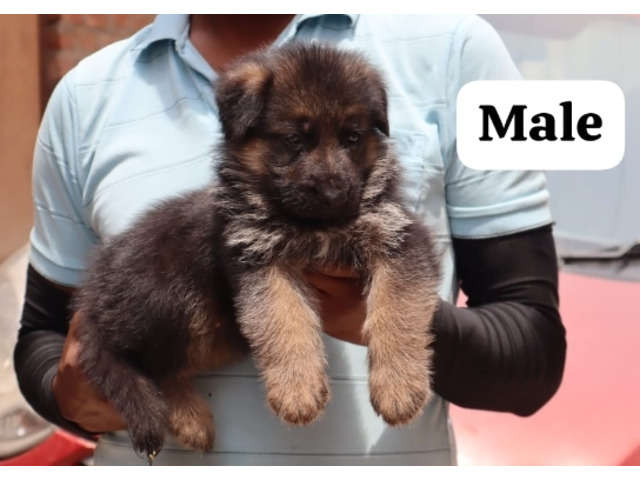 Double coat German shepherd puppies available in Delhi Gurgaon Noida location 8570830887 - 1/1