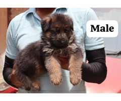 Double coat German shepherd puppies available in Delhi Gurgaon Noida location 8570830887 - 1