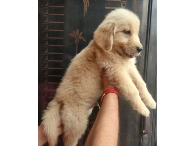 Golden Retriever puppies available in Delhi Gurgaon 8570830887 - 1/1