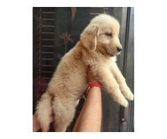 Golden Retriever puppies available in Delhi Gurgaon 8570830887