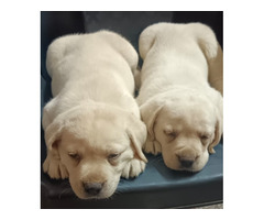 Labrador puppy available in Delhi Gurgaon 8570830887