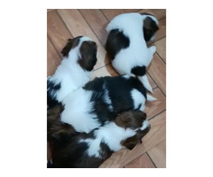 Shihtzu male puppy available in Delhi Gurgaon 8570830887 - 1