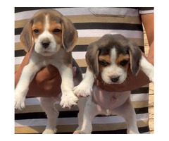 Beagle top Quality puppies available in Delhi Gurgaon location 8570830887