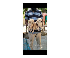 Golden Retriever heavy bone puppies available in Delhi Gurgaon 8570830887