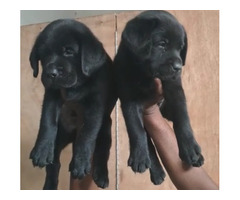 Z black labrador retriever puppies available in Delhi Gurgaon 8570830887