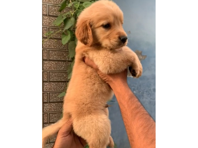 Golden Retriever Male pup available 8570830887 - 1/1
