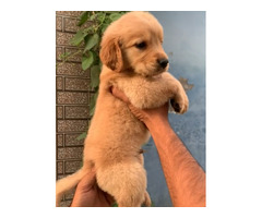Golden Retriever Male pup available 8570830887 - 1