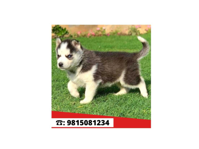 Siberian Husky Male Puppy for sale in Jalandhar City. Call:9815081234 - 1/1