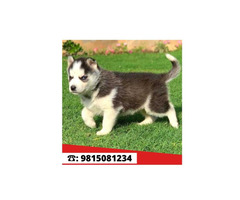 Siberian Husky Male Puppy for sale in Jalandhar City. Call:9815081234 - 1