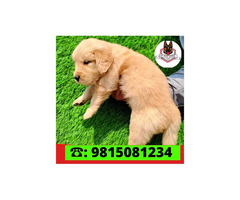 Golden Retriever Male Puppy for sale in Jalandhar City. Call:9815081234