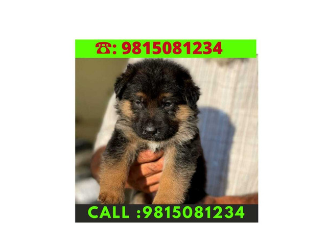 German Shepherd Male Puppy for sale in Jalandhar City. Call:9815081234 - 1/1