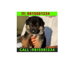 German Shepherd Male Puppy for sale in Jalandhar City. Call:9815081234