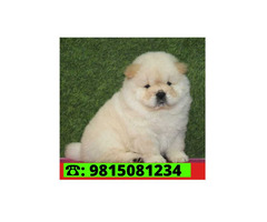 Chow chow Puppy for sale in Jalandhar City. Call:9815081234