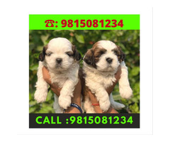 Shihtzu puppies available for sale in Jalandhar City. Call:9815081234