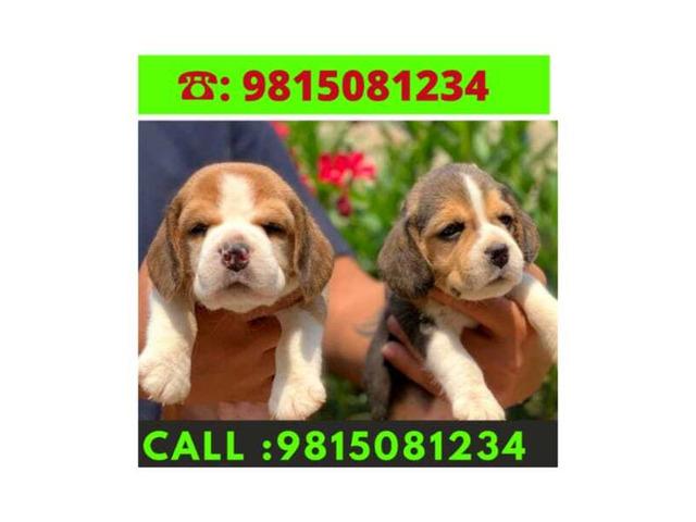 Beagle Puppies for sale in Jalandhar City. Call:9815081234 - 1/1