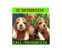 Beagle Puppies for sale in Jalandhar City. Call:9815081234