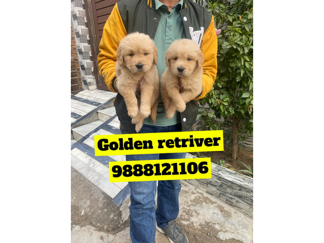 Golden Retriever puppy available call 9888121106 pet shop dog store Jalandhar - 1/1