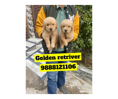 Golden Retriever puppy available call 9888121106 pet shop dog store Jalandhar
