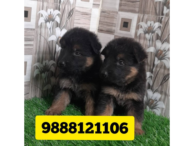German shepherd puppy available call 9888121106 in jalandhar city pet shop - 1/1