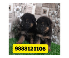 German shepherd puppy available call 9888121106 in jalandhar city pet shop - 1