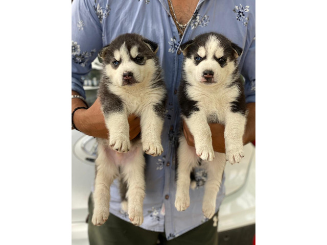 Siberian husky Male pup available 8570830887 - 1/1