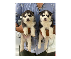 Siberian husky Male pup available 8570830887