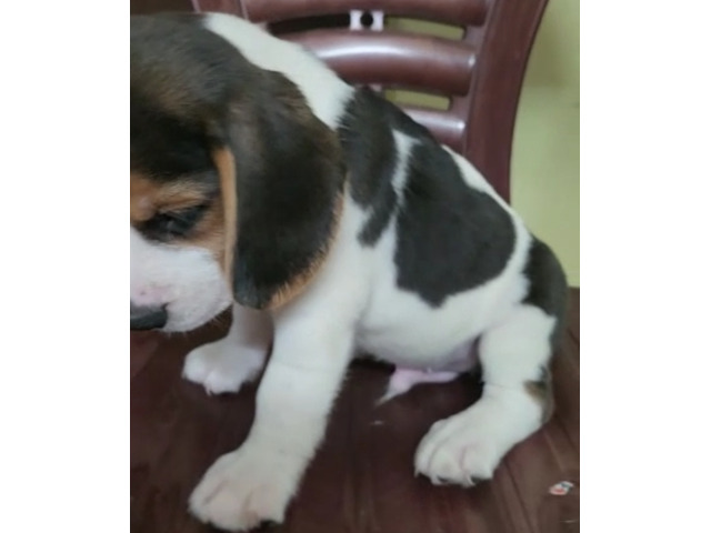 Extraordinary Beagle puppies available in Delhi Gurgaon Noida location 8570830887 - 1/1