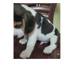 Extraordinary Beagle puppies available in Delhi Gurgaon Noida location 8570830887