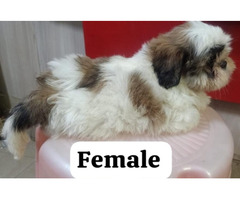 Extraordinary shihtzu female puppy available in Delhi Gurgaon 8570830887 - 1