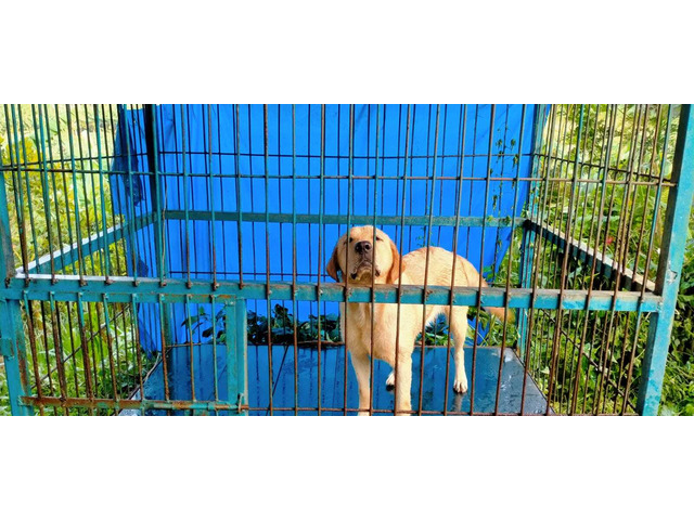 Labrador retriever female 2.5 year old original quality dog contact - 2/4
