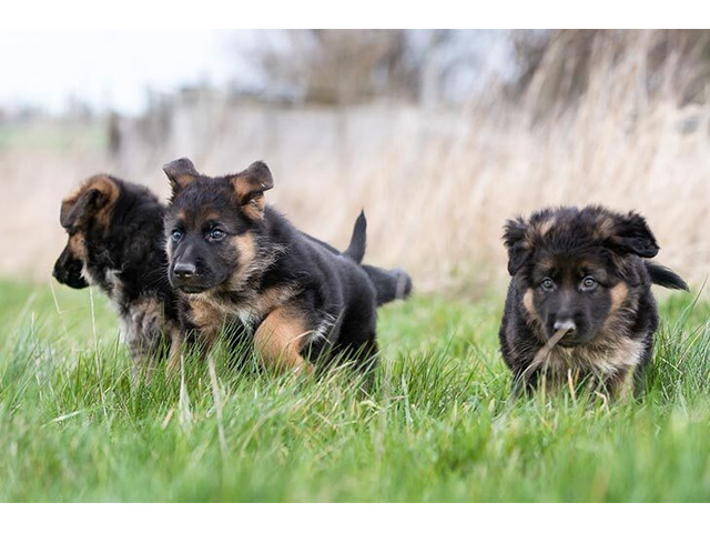 German shepherd dog puppies for sale in Indore 7987036124 - 1/1