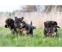 German shepherd dog puppies for sale in Indore 7987036124 - 1