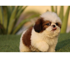 ALL BREED TOP QUALITY PUPPIES AVAILABLE 9891116714 SHIH TZU