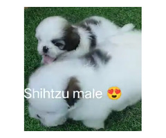 Shihtzu heavy quality male puppy available 8570830887