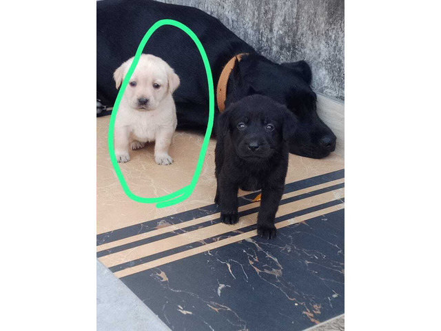 Black and golden male labrador pups available 8570830887 - 1/1