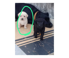Black and golden male labrador pups available 8570830887 - 1