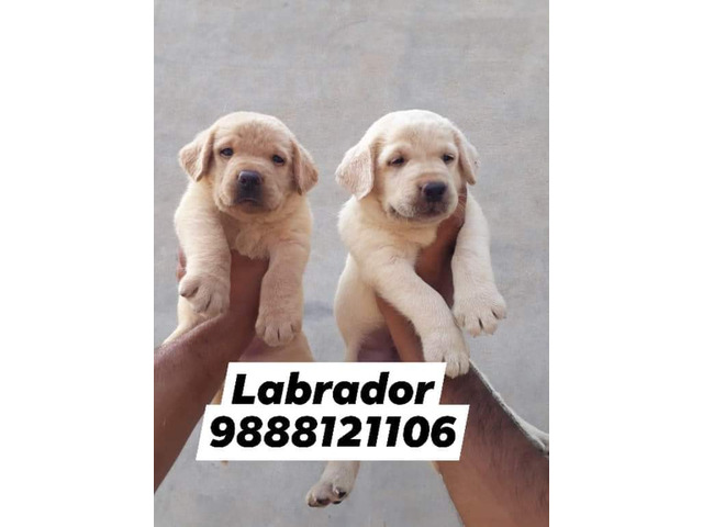 Labrador puppy 35 days old available call 9888121106 - 1/1