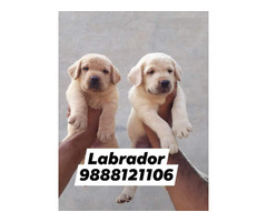 Labrador puppy 35 days old available call 9888121106