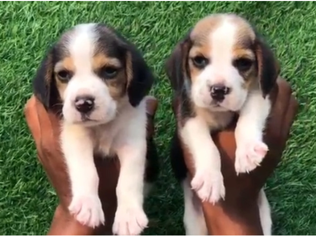 Try colour beagle puppies for sale in Delhi Gurgaon 8570830887 - 1/1