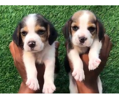 Try colour beagle puppies for sale in Delhi Gurgaon 8570830887