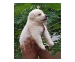 White German shepherd puppies available in Delhi Gurgaon 8570830887
