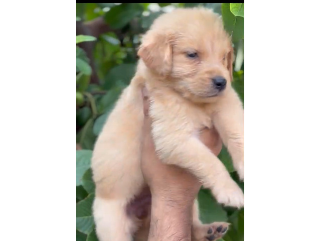 Golden Retriever puppies available in Delhi Gurgaon 8570830887 - 1/1