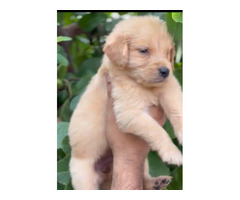 Golden Retriever puppies available in Delhi Gurgaon 8570830887 - 1